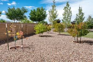 Backyard_2