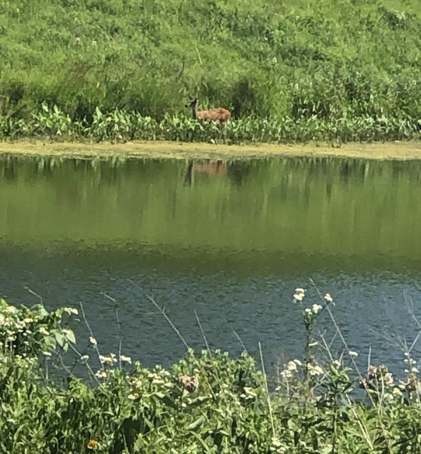 Deer drinking from the pond