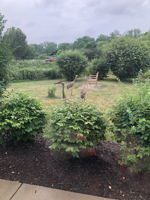 Cranes just outside the sunroom