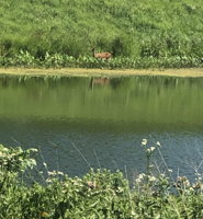 Deer drinking from the pond