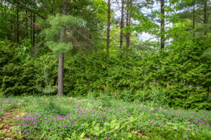  Photo 49
