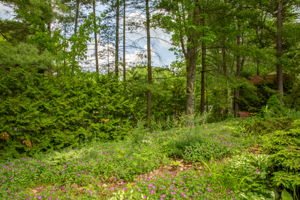  Photo 50