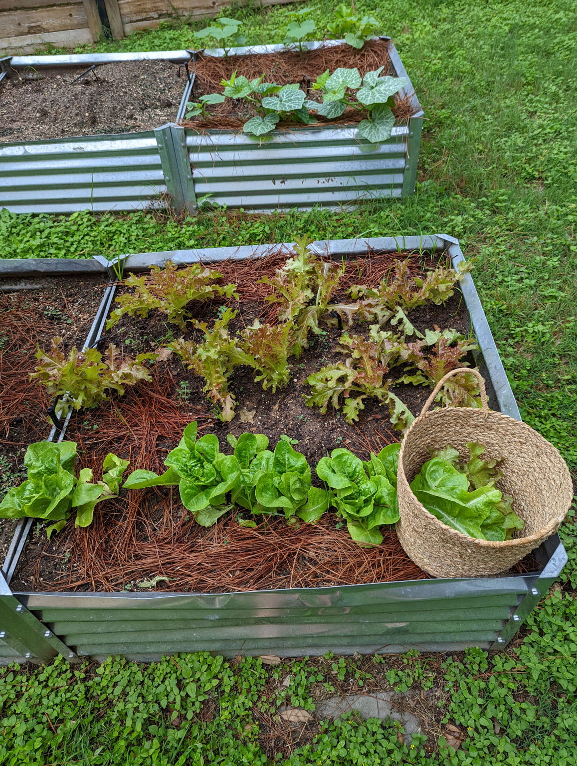 Imagine what you could grow in your own raised bed vegetable garden