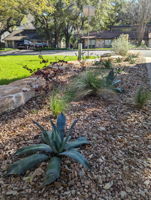 Xeriscape elements blend beautifully with the cacti and Mexican Feathergrass