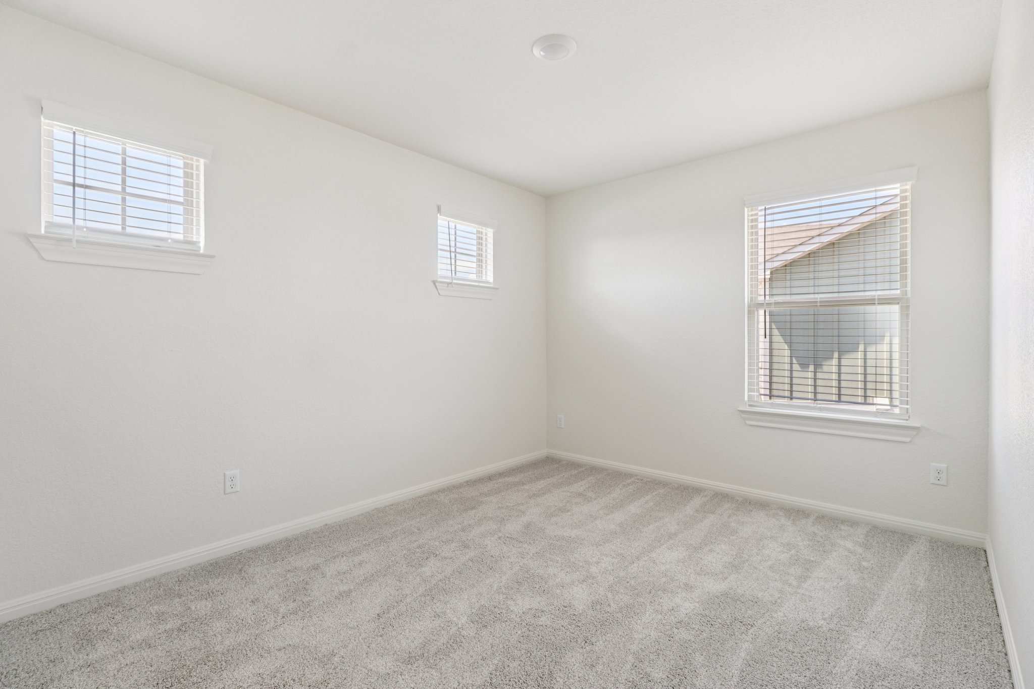 Red Knot Ave-S3103-021.jpg