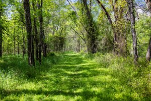 Scenic walking trail down near the river.  Perfect for walking your dog or getting some exercise.