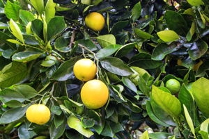 K Citrus Fruit
