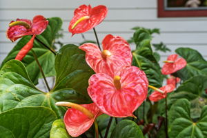 K Flowers