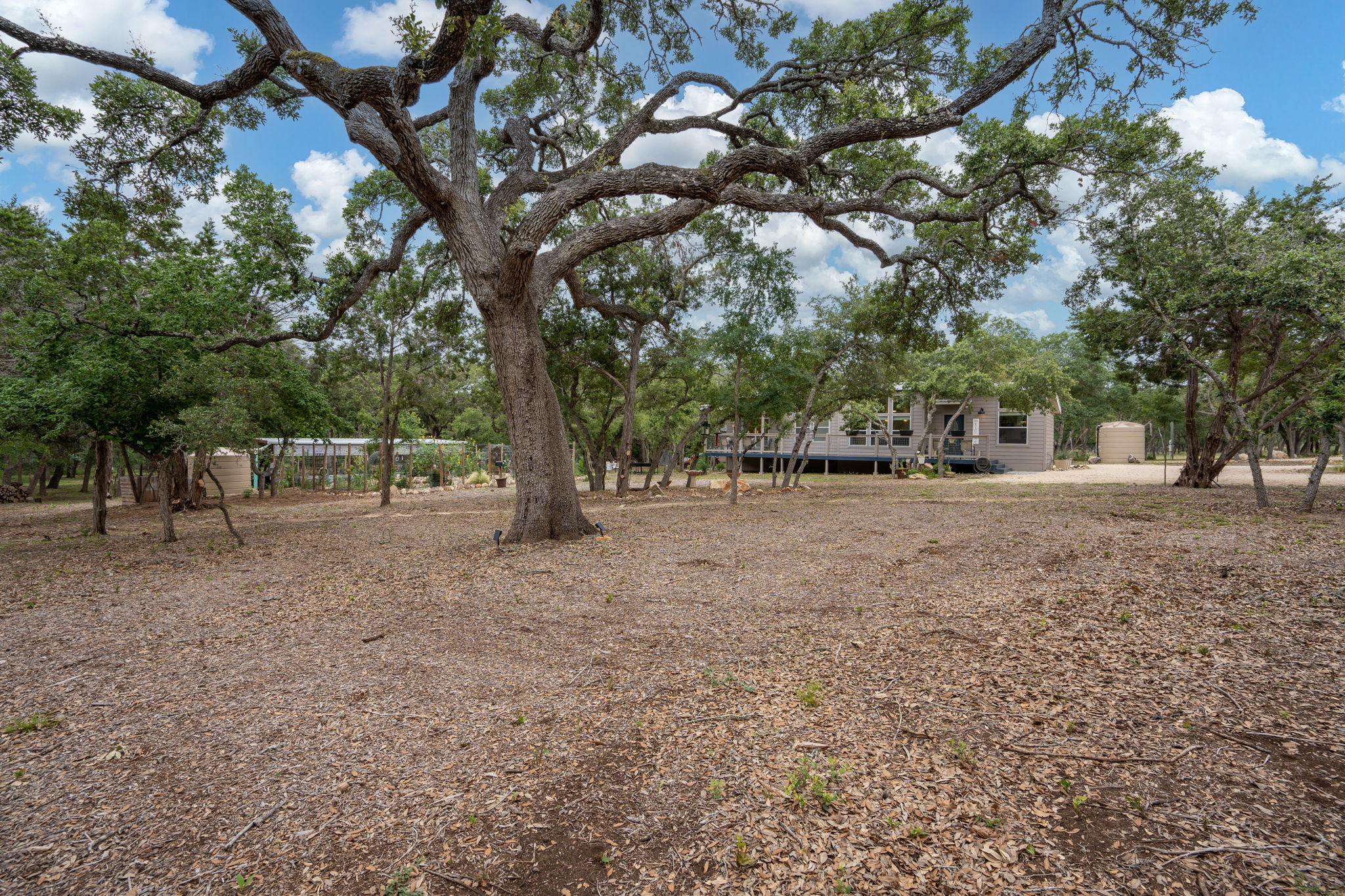 100+ Year Old Oak In Front Of House