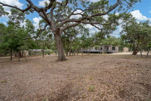 100+ Year Old Oak In Front Of House