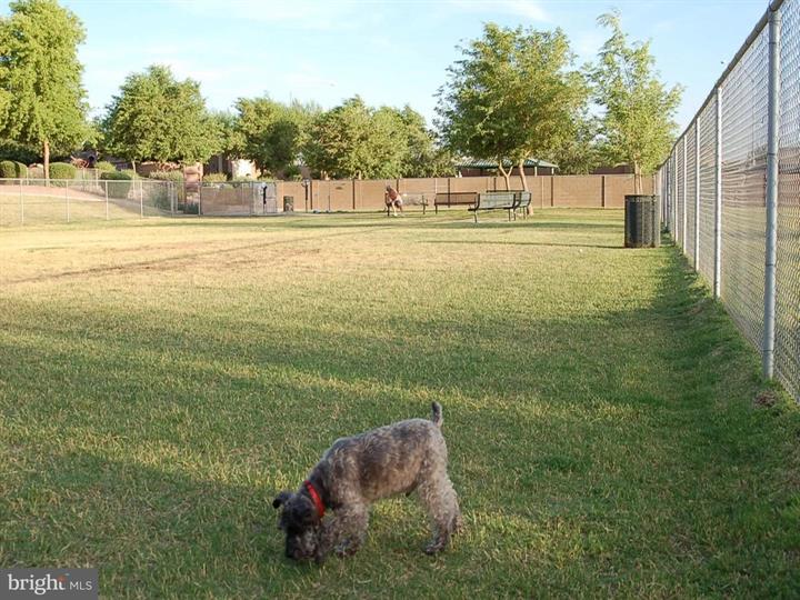 dog park