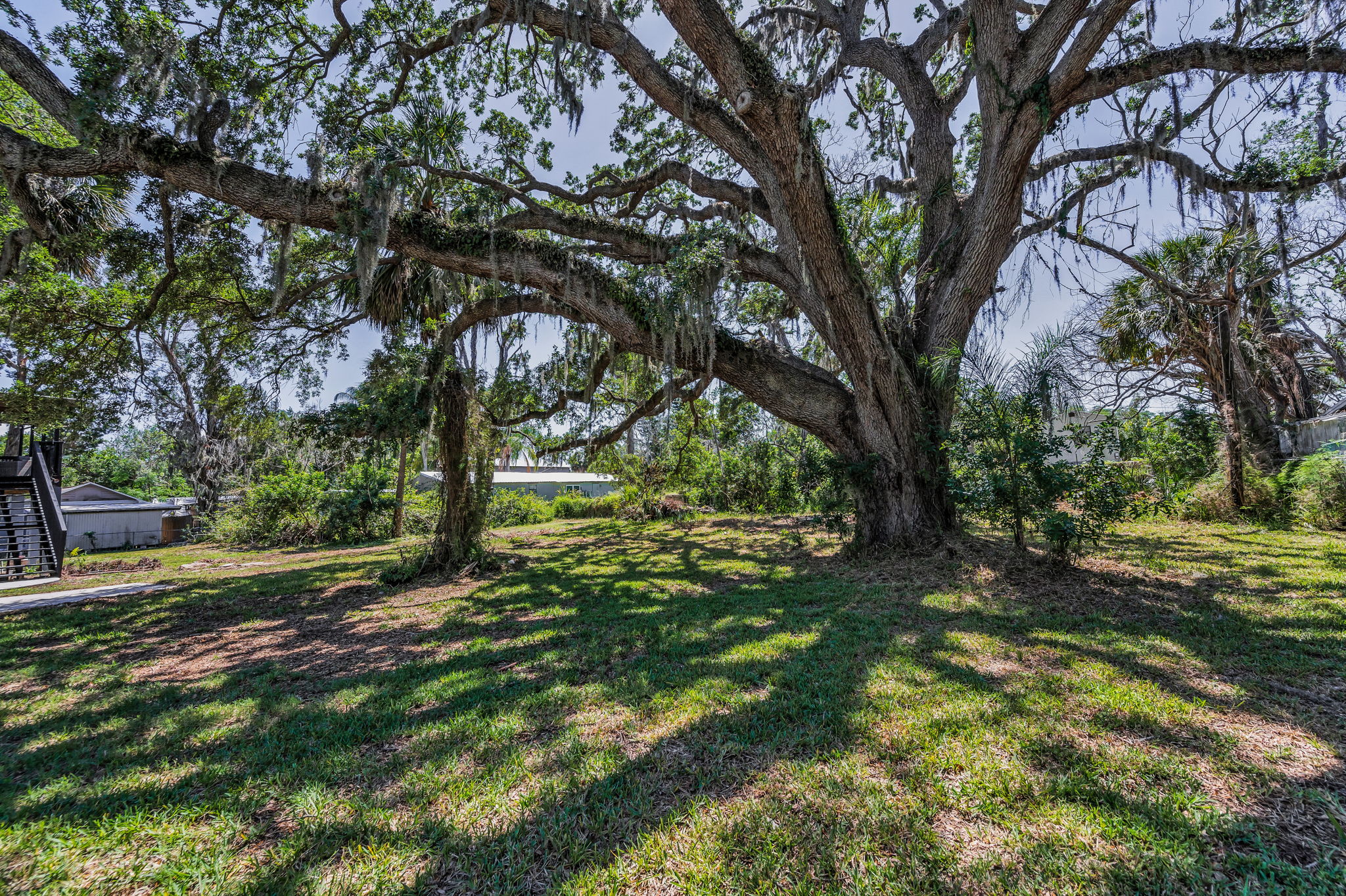 Backyard1
