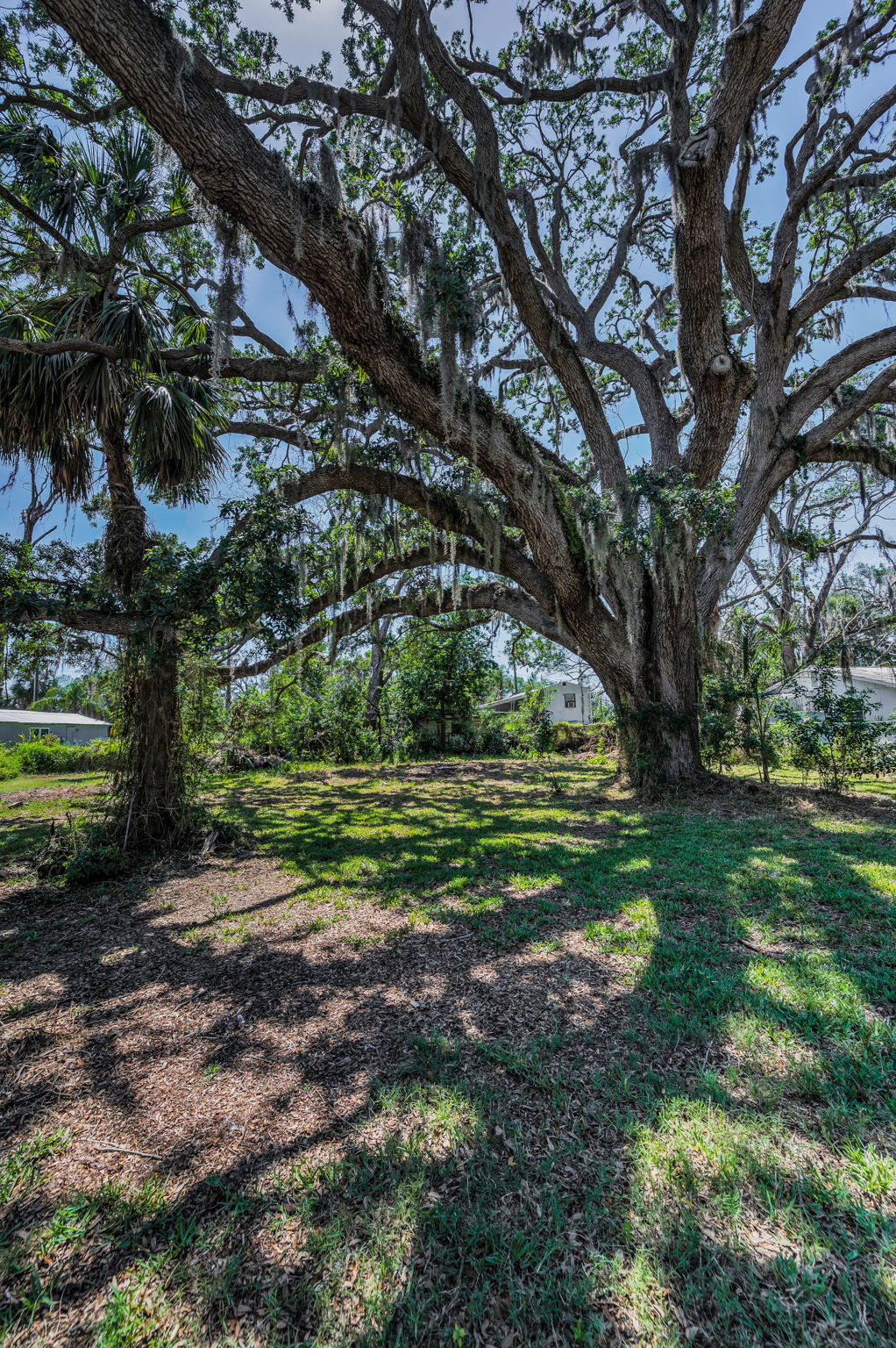Backyard2
