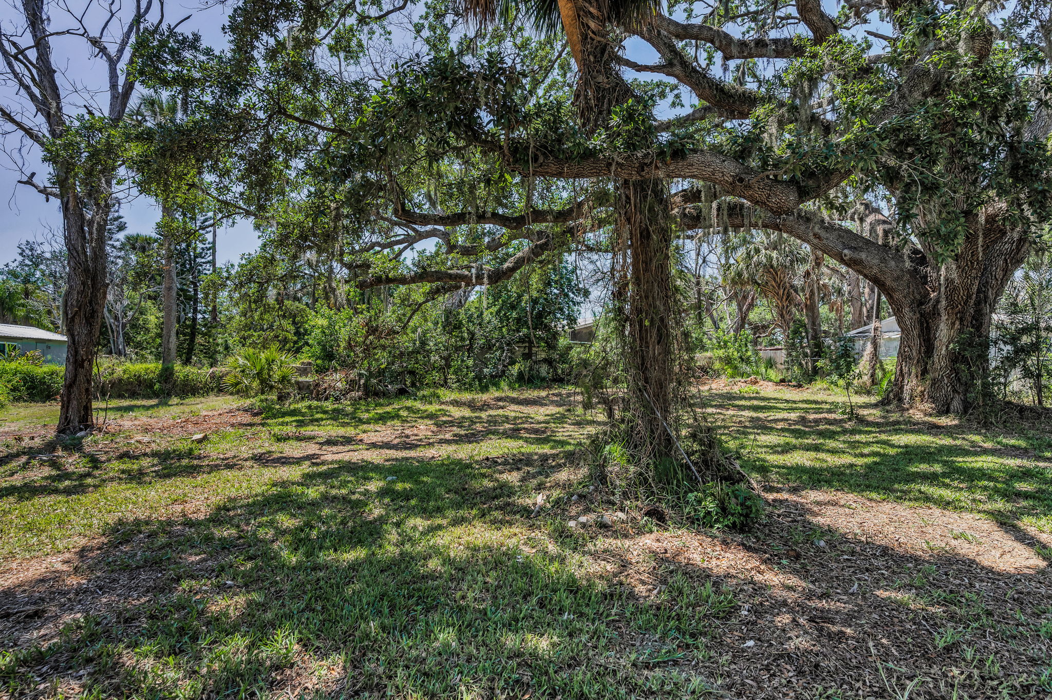 Backyard3
