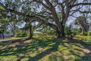 Backyard1