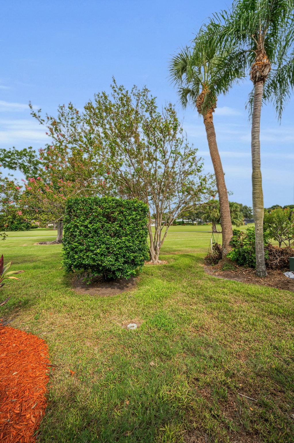 Backyard3