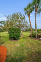 Backyard3