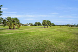 Backyard6