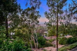 Arboles_41