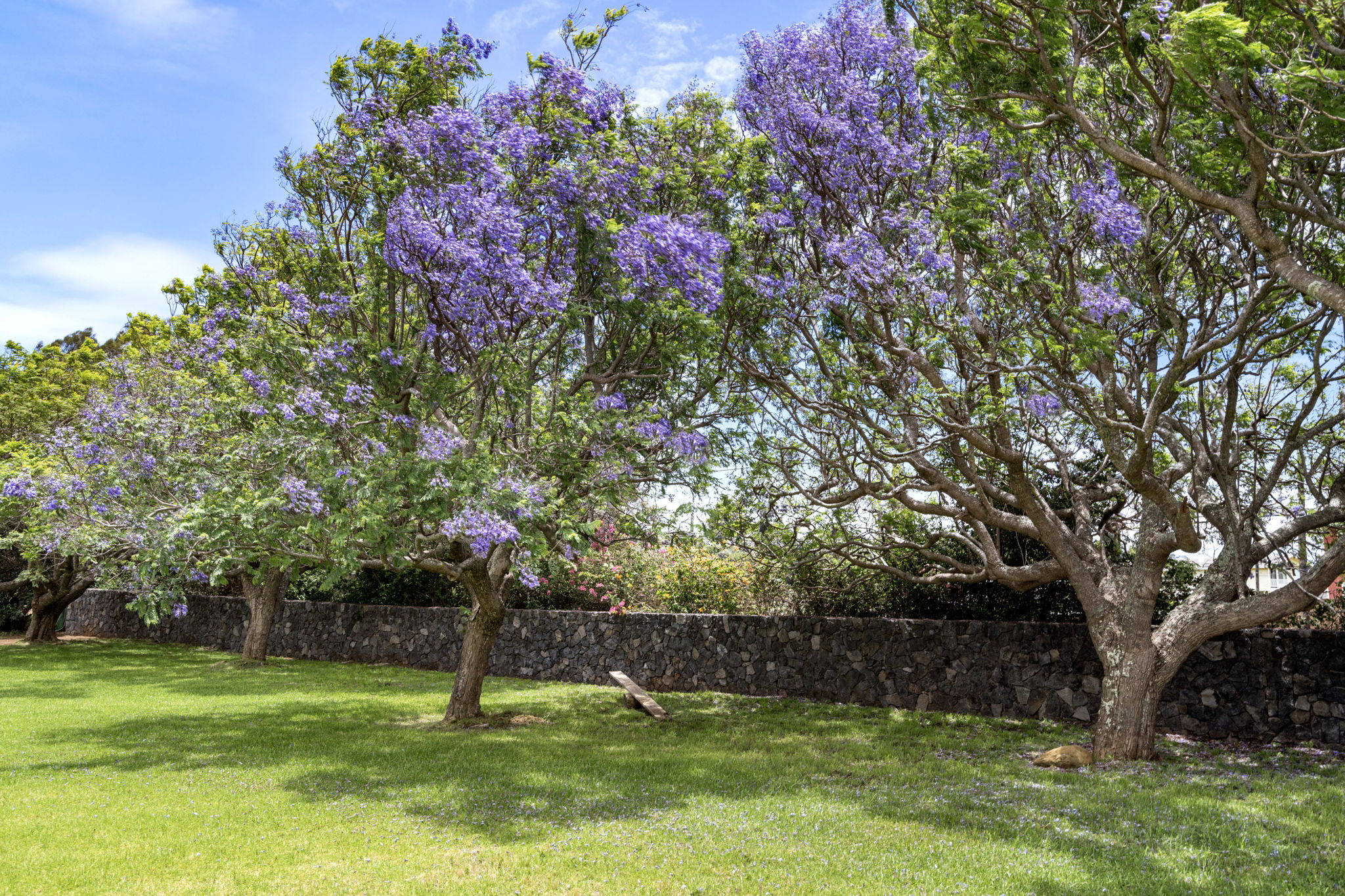 Trees Jacaranda