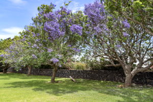 Trees Jacaranda