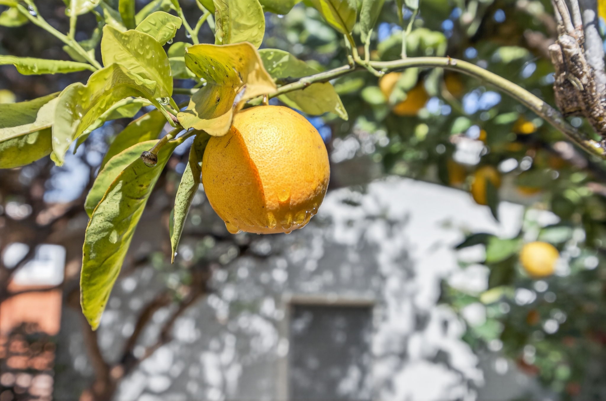  Photo 52