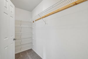Tiger Tooth-S0107-041.jpg
