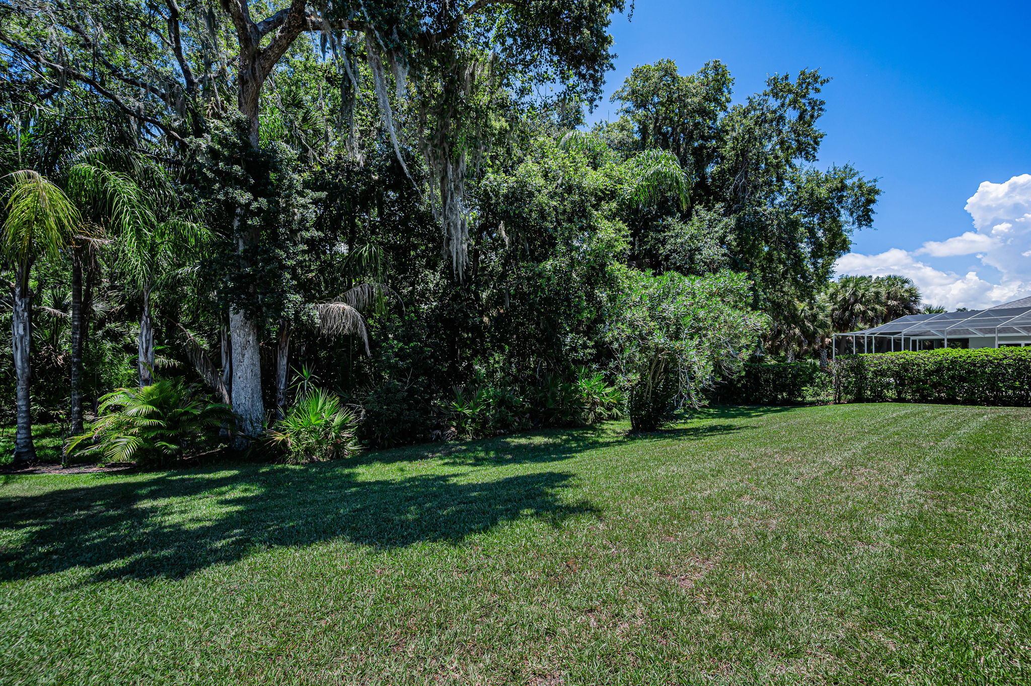 Backyard1