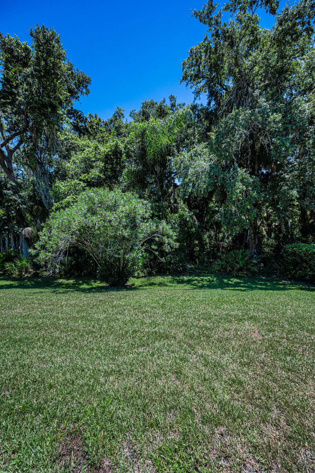 Backyard2