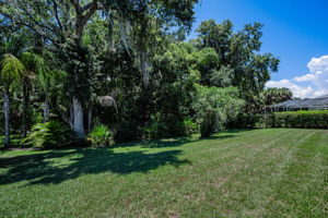 Backyard1