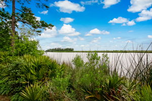 Marsh View