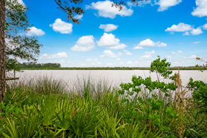 Marsh View
