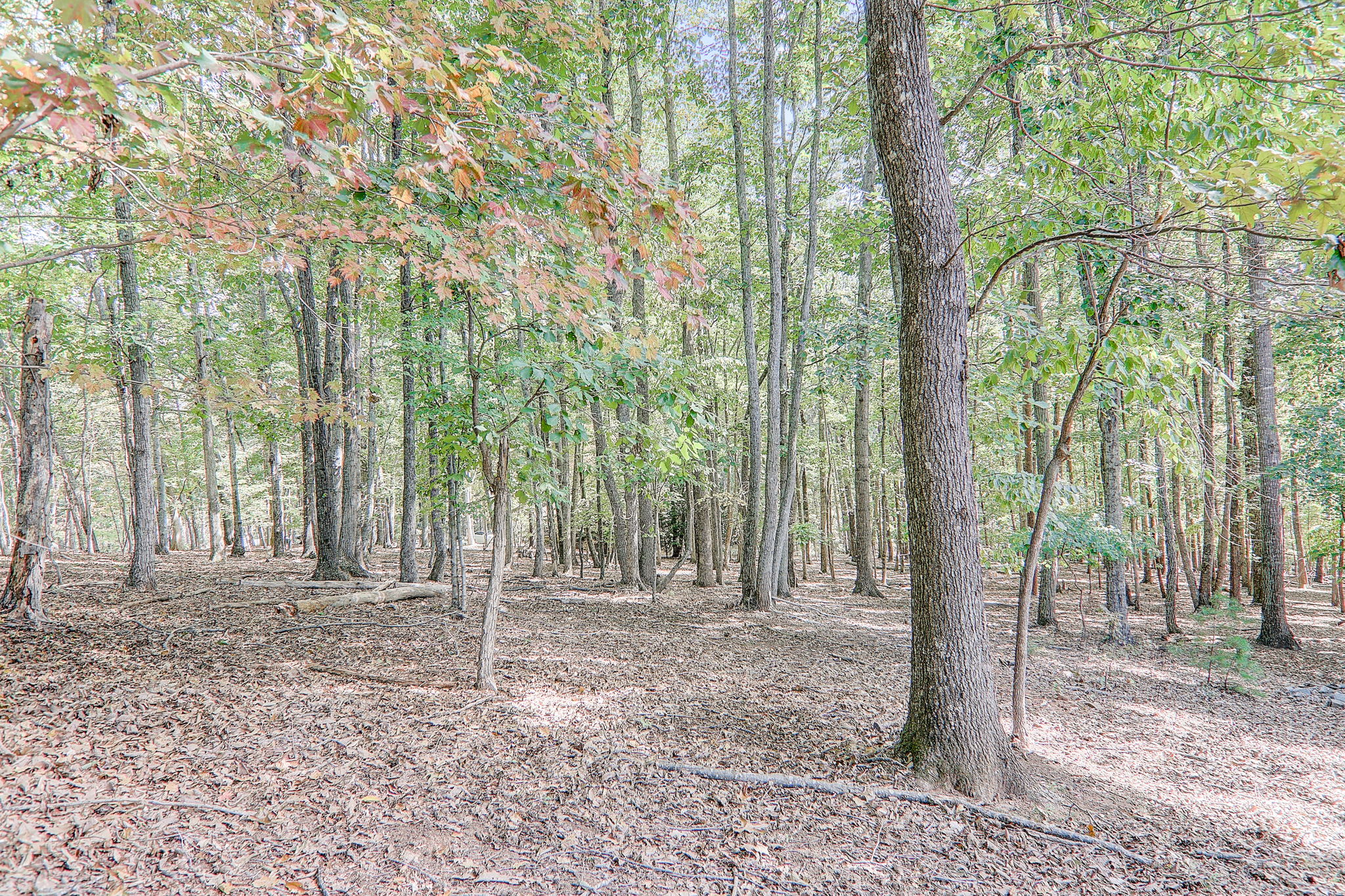 Mountain Laurel Dr-074