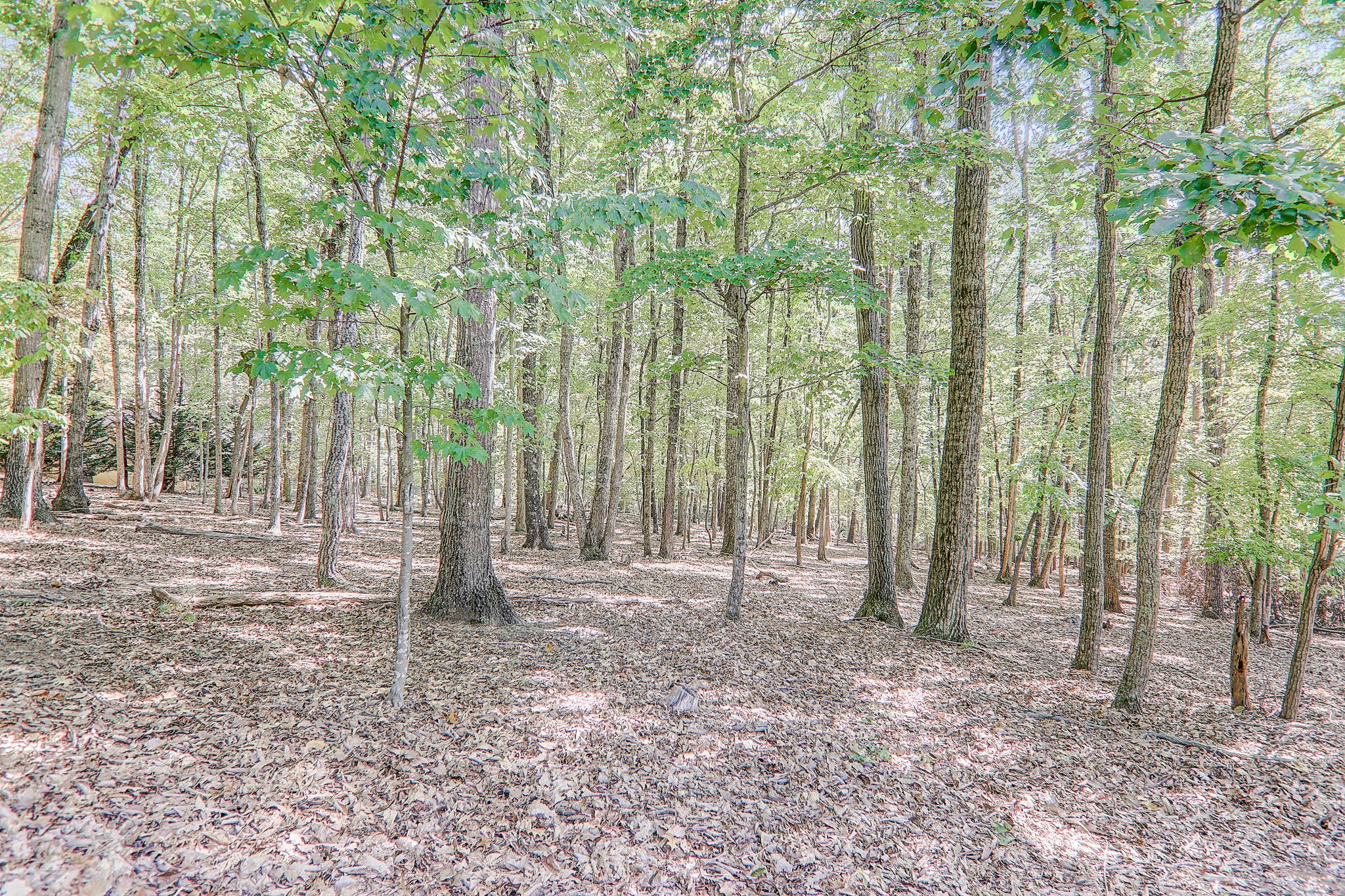 Mountain Laurel Dr-075