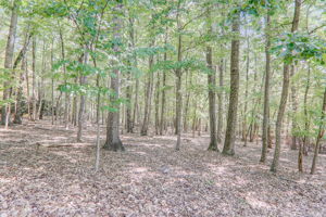 Mountain Laurel Dr-075