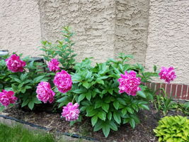  Photo 24
