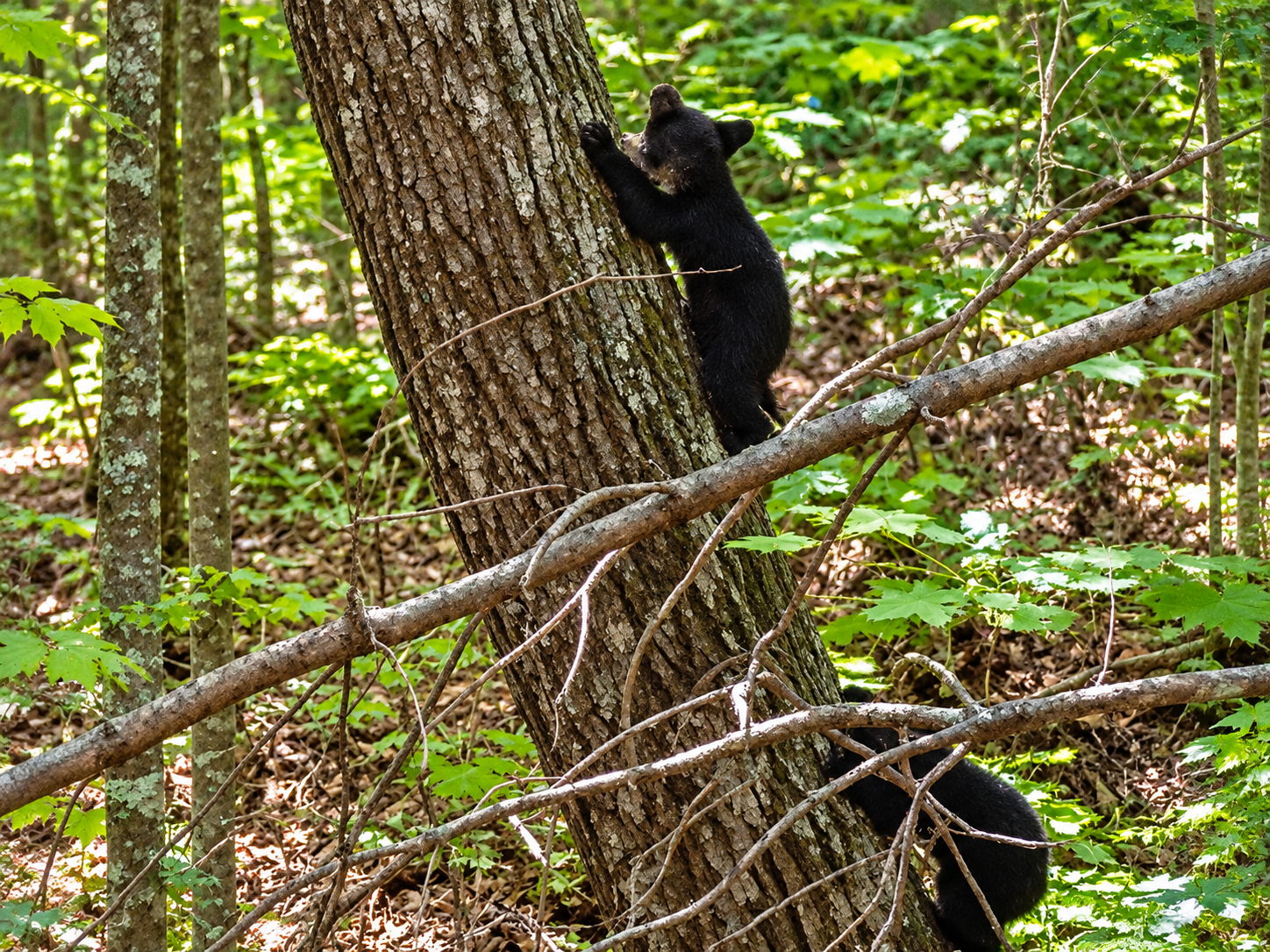 Backyard Bears