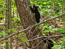 Backyard Bears