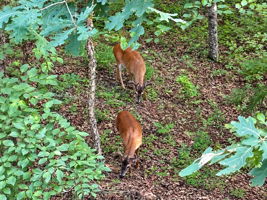 Young bucks in the backyard