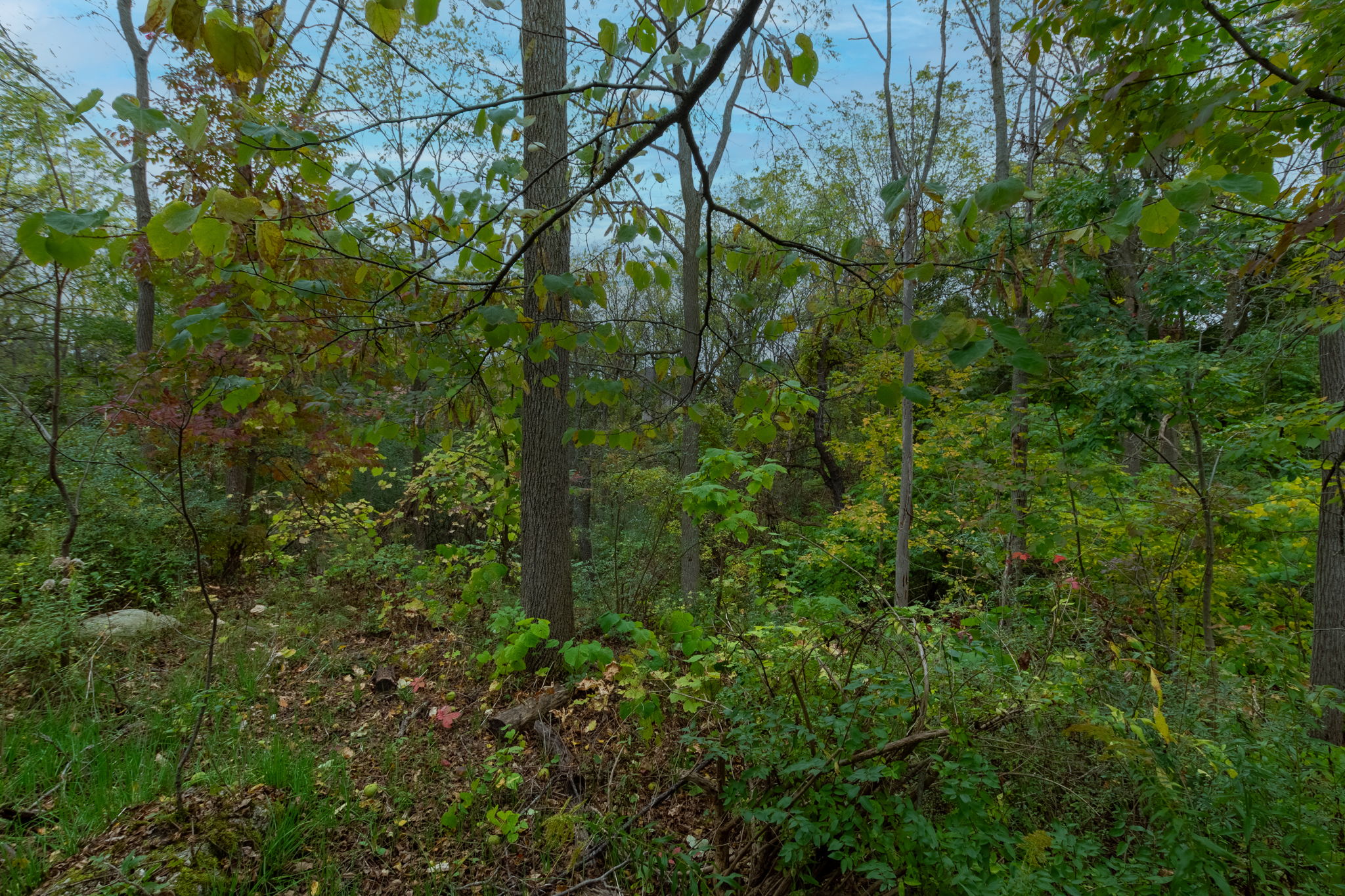  Photo 41