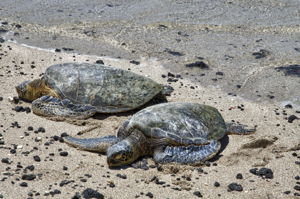 Two Sea Turtles