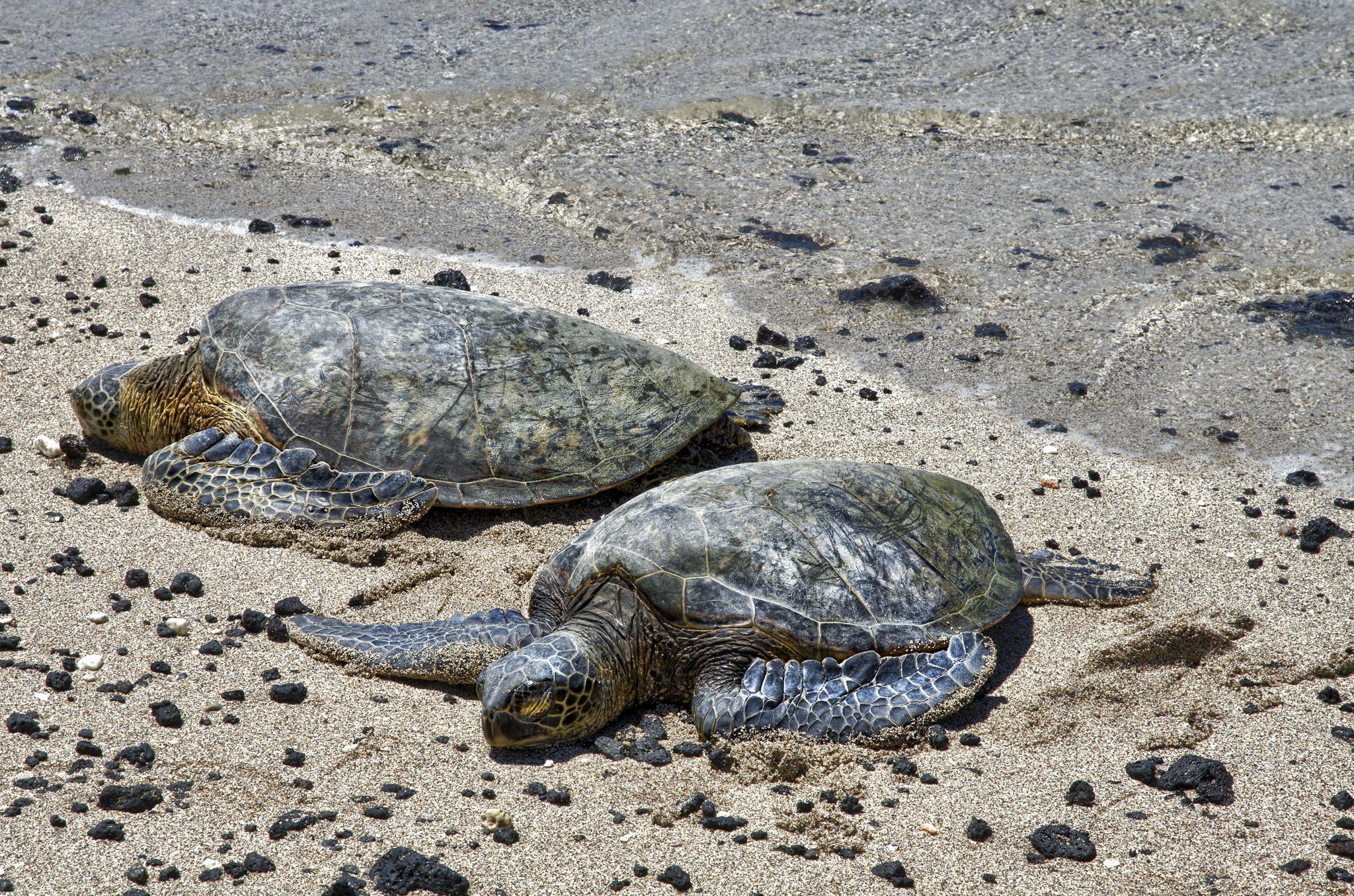 Two Sea Turtles