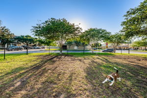 11-Dog Park