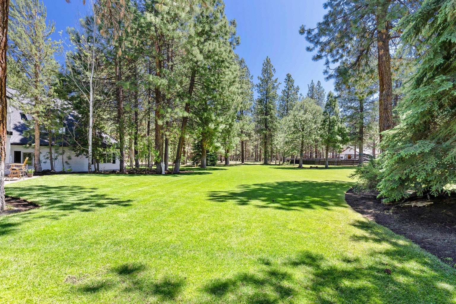 Large back yard with grand Ponderosa pine trees