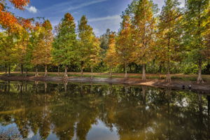 5-Common Area Pond