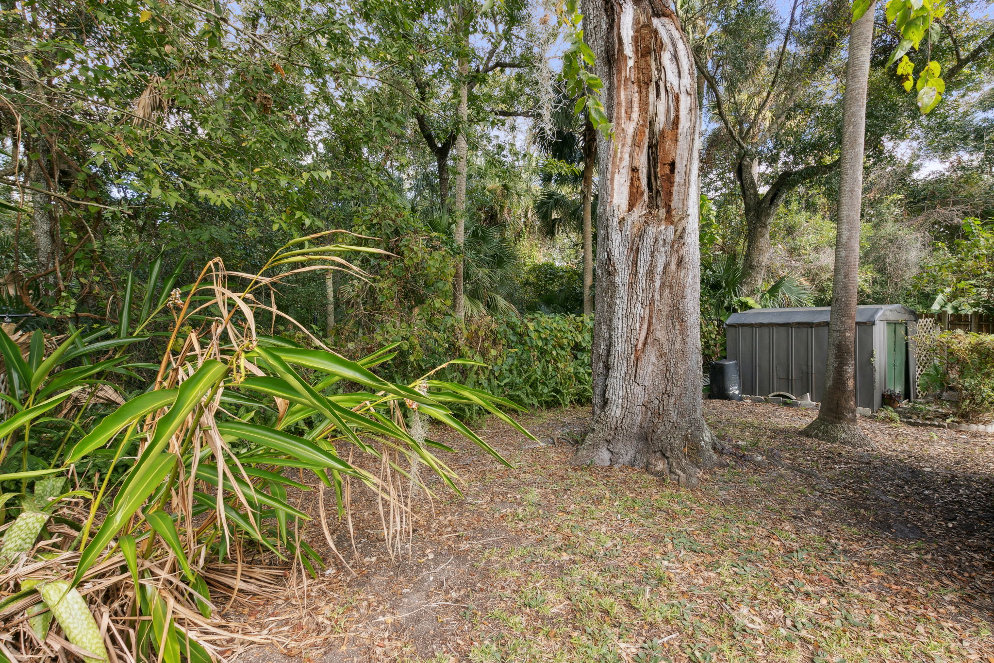 Back Yard