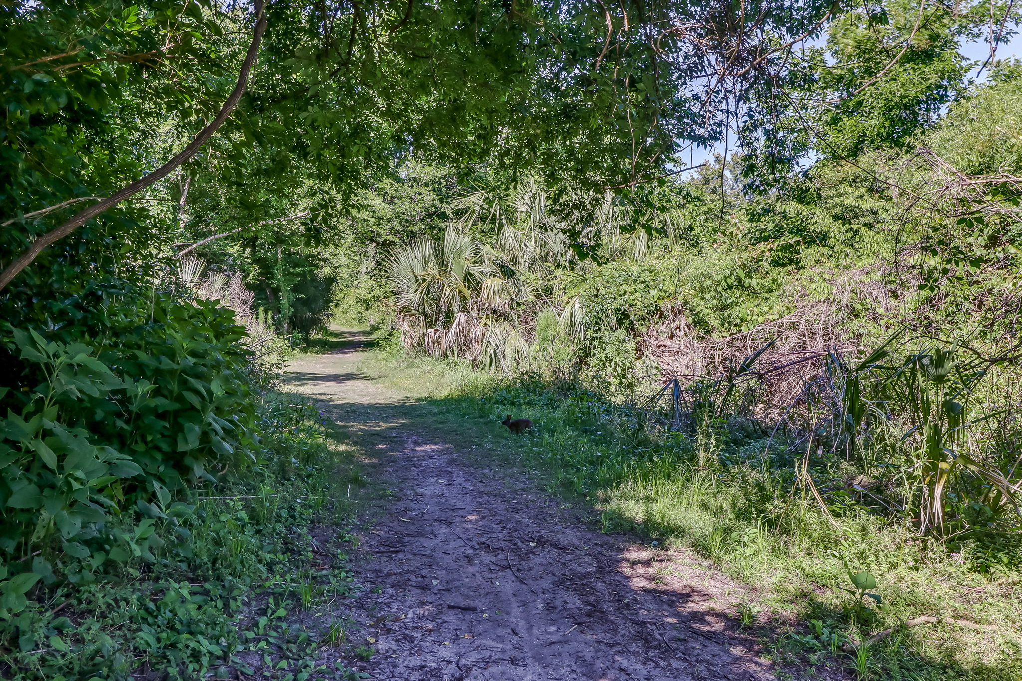 Ron Sapp Egans Creek Greenway