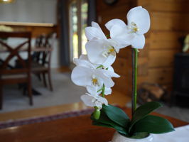  Photo 33