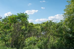 S Rush Creek Ln-S0107-012.jpg