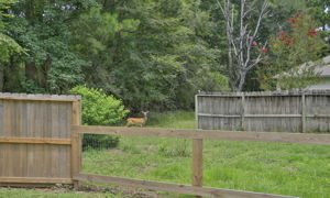  Photo 56